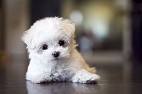 maltese dog baby.